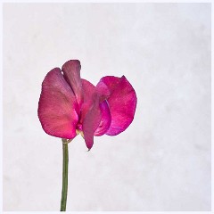 Flowers 026  Sweetpea