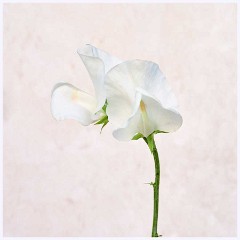Flowers 027  Sweetpea