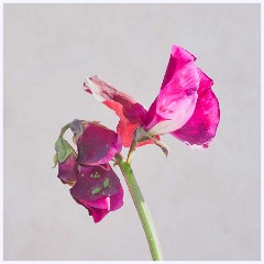 Flowers 028  Sweetpea