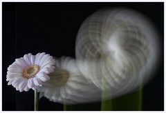 Flowers 2 002  Gerbera