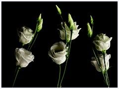 Flowers 2 003  Lisianthus