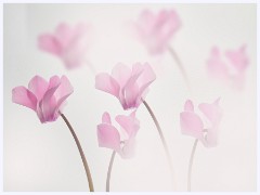 Flowers 2 007  Cyclamen