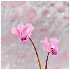 Flowers 2 008  Cyclamen