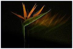 Flowers 2 010  Bird of Paradise