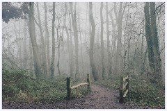 Cambourne 011  Oak Wood
