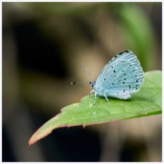 August Garden 001  Butterfly