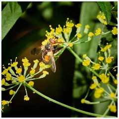 August Garden 002  Bee