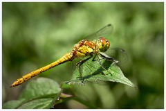 August Garden 004  Black Darter