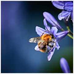 August Garden 005  Bee on Agapanthus