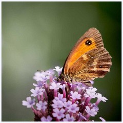 August Garden 007  Gatekeeper on Buddleia