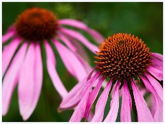 August Garden 009  Echinacea