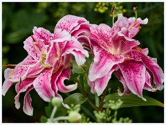 August Garden 010  Lily