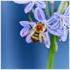 August Garden 012  Bee on Agapanthus