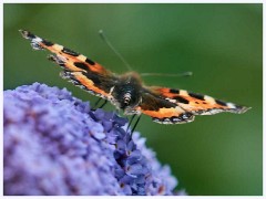 August Garden 013  Small Tortoiseshell Butterfly on Buddleia