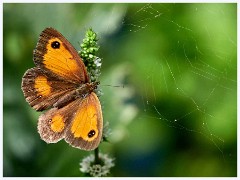 August Garden 014  Gatekeeper