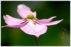 August Garden 015  Japanese Anemone