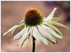 August Garden 016  Echinacea