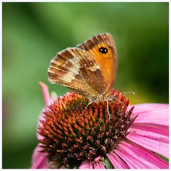 August Garden 017  Gatekeeper on Echinacea