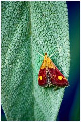 August Garden 018  Moth