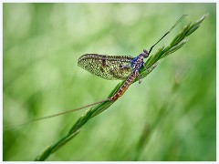 Grantchester Meadows in June