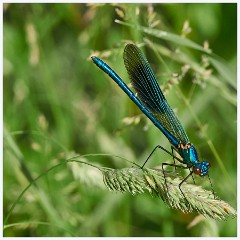 Grantchester Meadows 002  Banded Demoiselle