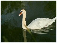 Grantchester Meadows 003  Swan
