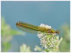 Grantchester Meadows 004  Female Demoiselle