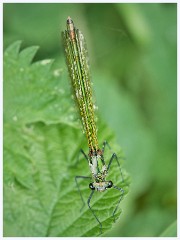 Grantchester Meadows 005  Female Demoiselle