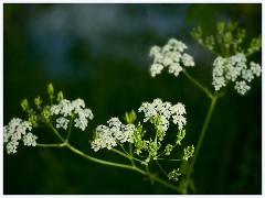 Grantchester Meadows 006  Cow Parsley
