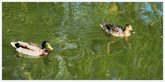 Grantchester Meadows 007  Ducks