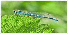 Grantchester Meadows 009  Common Blue Damselfly
