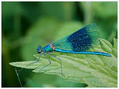 Grantchester Meadows 010  Banded Demoiselle