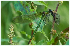 Grantchester Meadows 011  Brilliant Emerald Dragonfly with Mayfly