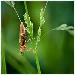 Grantchester Meadows 012  Soldier Beetle