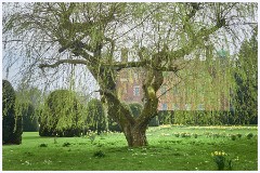 Madingley Hall - March