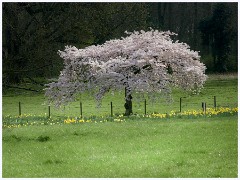 Madingley Hall 016