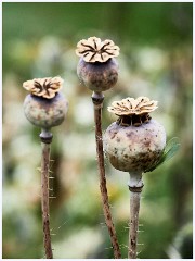 Madingley Hall August 014  Seed Heads