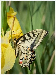 Hickling Broard Nature Reserve 004  Swallowtail Butterfly