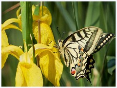 Hickling Broard Nature Reserve 005  Swallowtail Butterfly