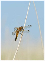 Hickling Broard Nature Reserve 006  Four Spotted Chaser