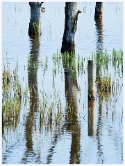 Hickling Broard Nature Reserve 009  Water Reflections