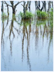 Hickling Broard Nature Reserve 010  Water Reflections