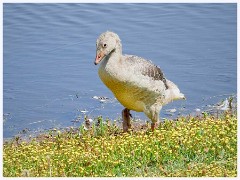 Hickling Broard Nature Reserve 011  Duck