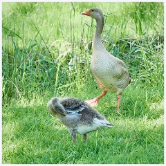 Hickling Broard Nature Reserve 013  Geese