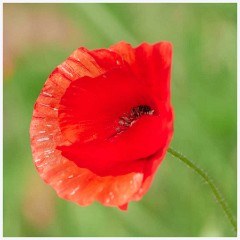 Poppy iField 014  Poppy Field