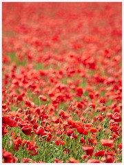 Poppy iField 015  Poppy Field