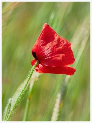Poppy iField 016  Poppy Field