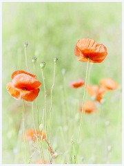 Poppy iField 018  Poppy Field