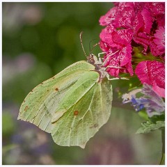 Strumpsjaw Fen 019  Brimstone Butterfly
