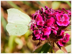 Strumpsjaw Fen 021  Brimstone Butterfly